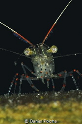 Translucent Shrimp Warrior from Ti Point Wharf by Daniel Poloha 